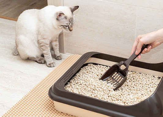 猫トイレが臭う原因と対策