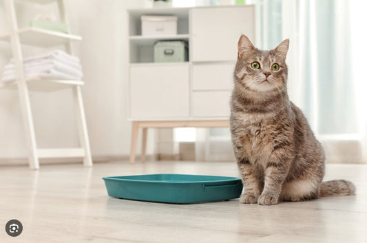 猫砂の臭いを消す方法まとめ