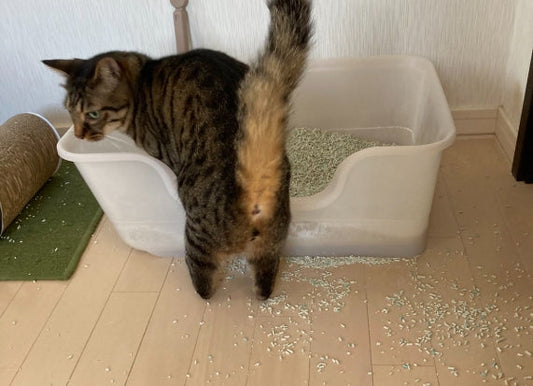 猫砂が飛び散