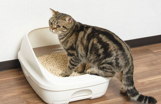 猫の排泄習慣