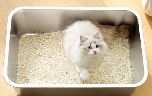猫がトイレを使わない理由と対策