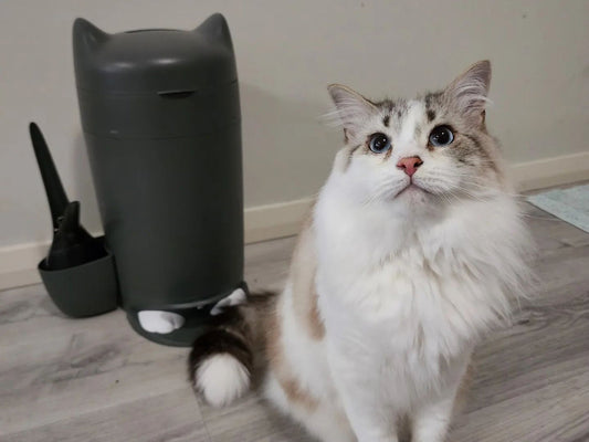 初めての猫でも安心！トイレしつけのコツとおすすめ用品を徹底解説